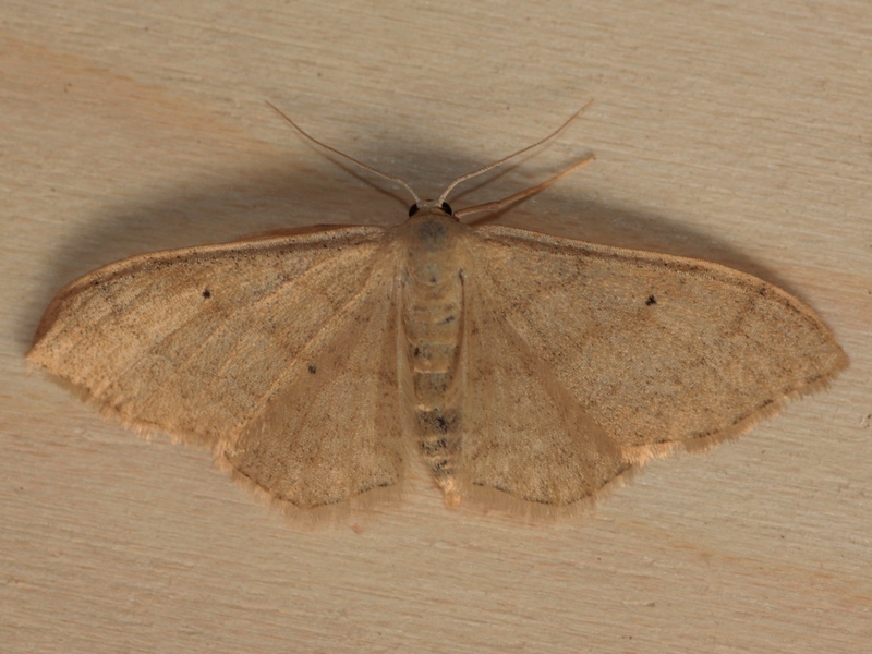 Idaea straminata? S